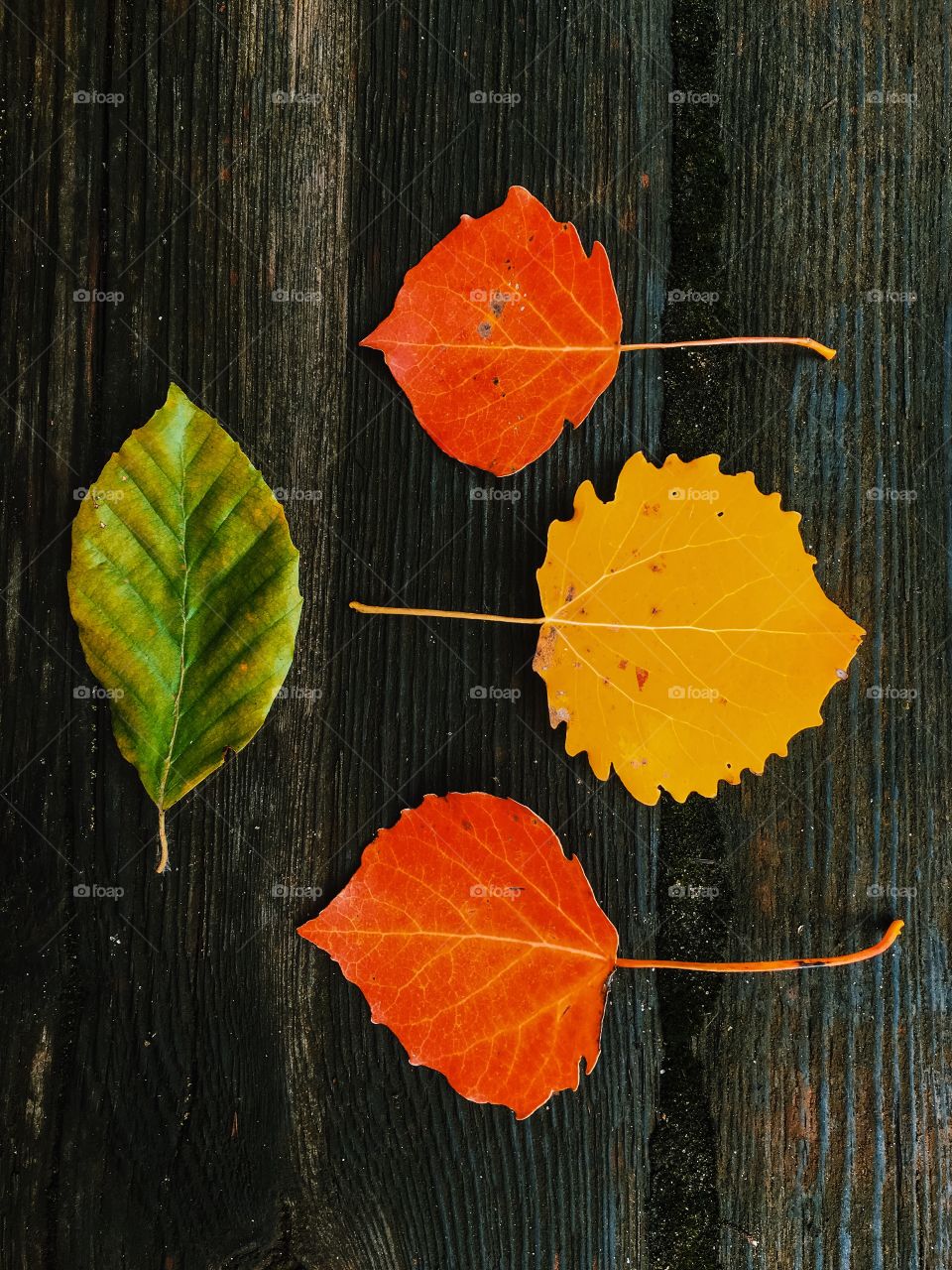 Leaf, No Person, Fall, Wood, Nature