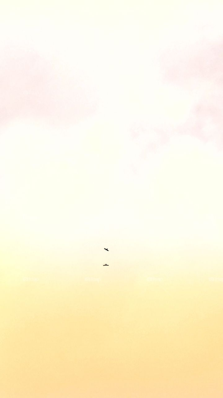 Love is the only game, where two plays, and both win. ❤️ 
#birdlove #abstract #art #sky #nature #landscape #light #insubstantial #portrait #flight #sun #wallpaper #wildlife #coloring #background #graphic #blur #sky