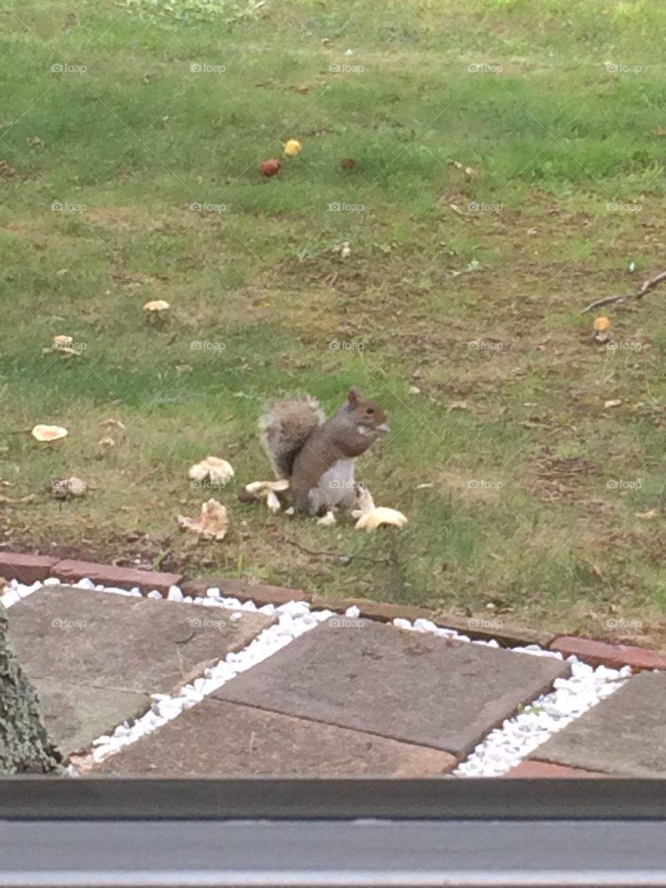 Squirrel with mushroom. Caught this little guy in the act of stealing our mushrooms