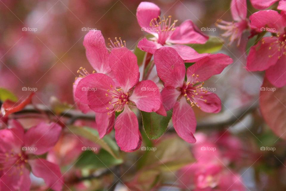 Pink flowers blooming on a tree.