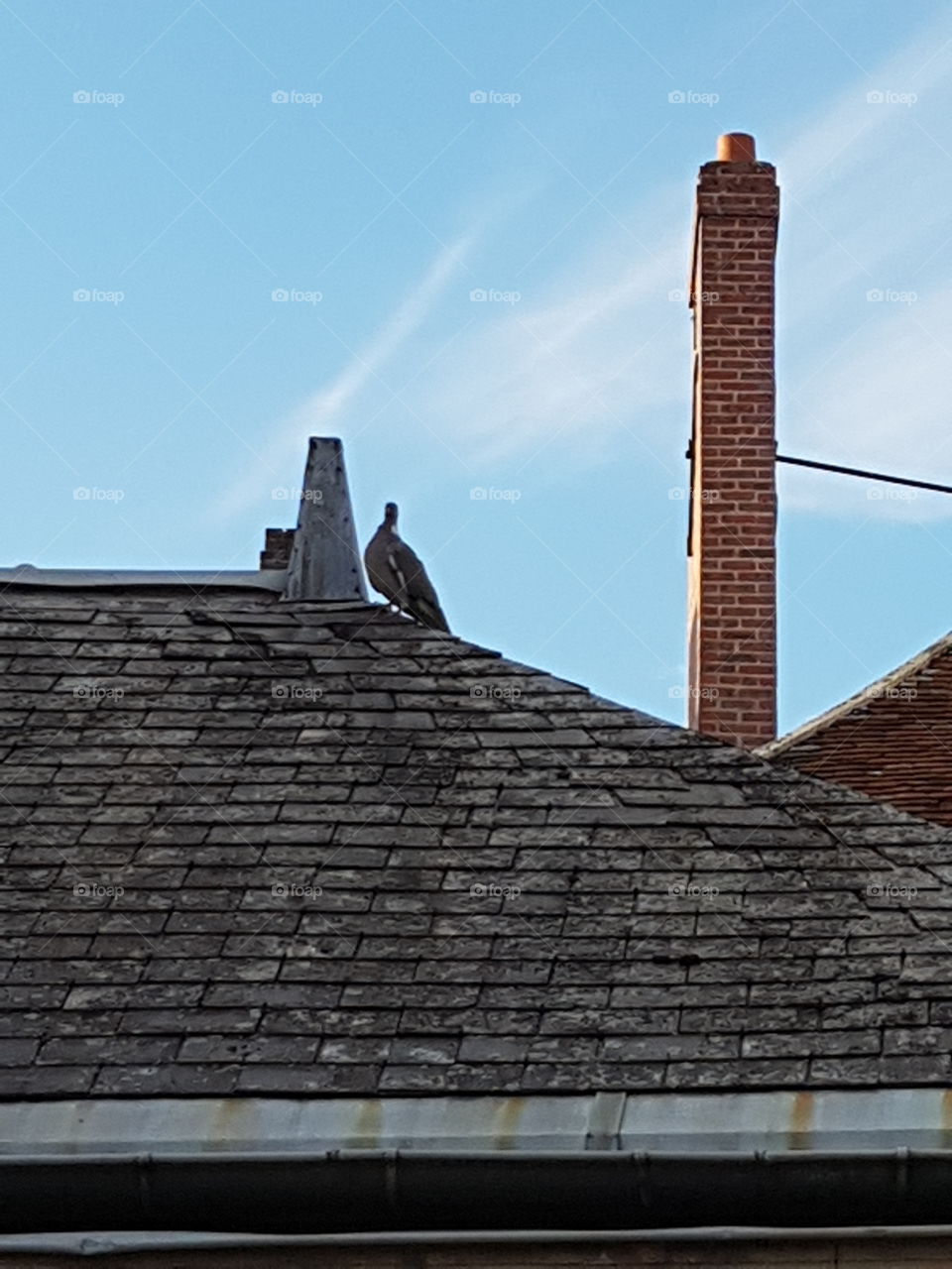 pigeon on the roof