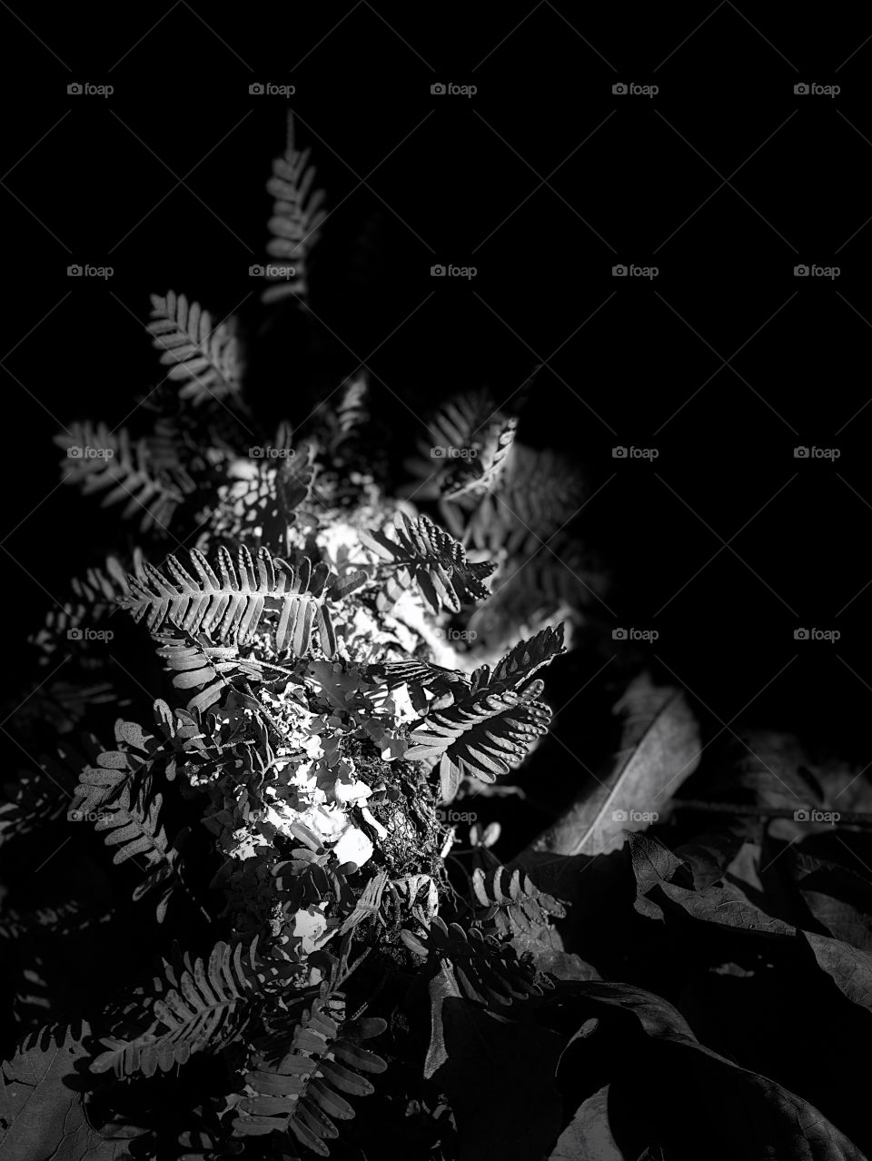 Monochromatic closeup of ferns 