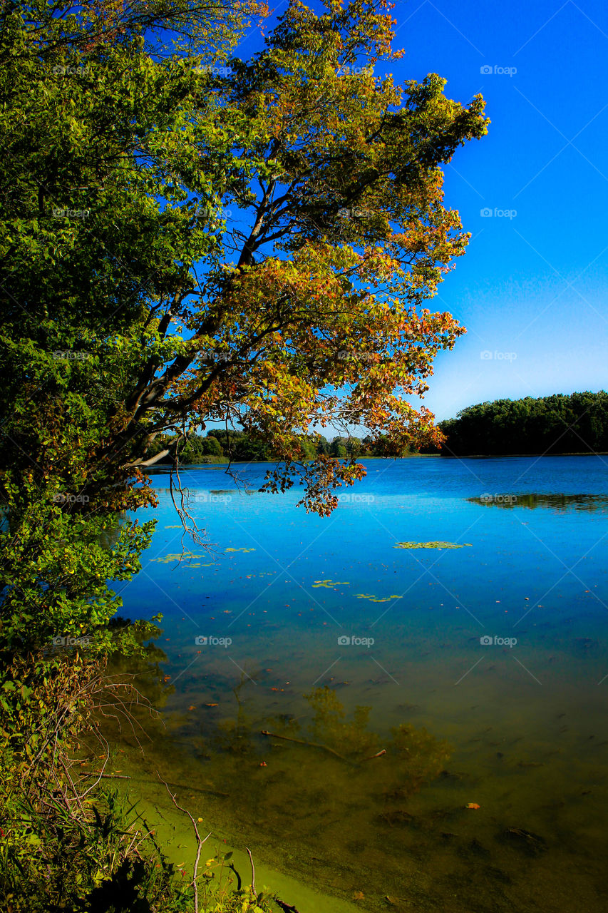 Scenic view of idyllic lake with trees