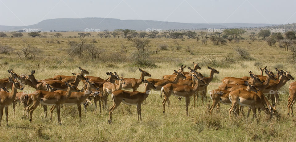 A herd og antelopes in Tanzania.