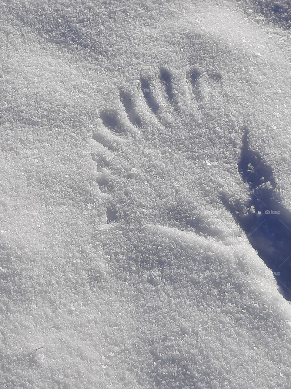 studium of snow on a sunny day -  a bizarre trace in deep fresh glittering snow