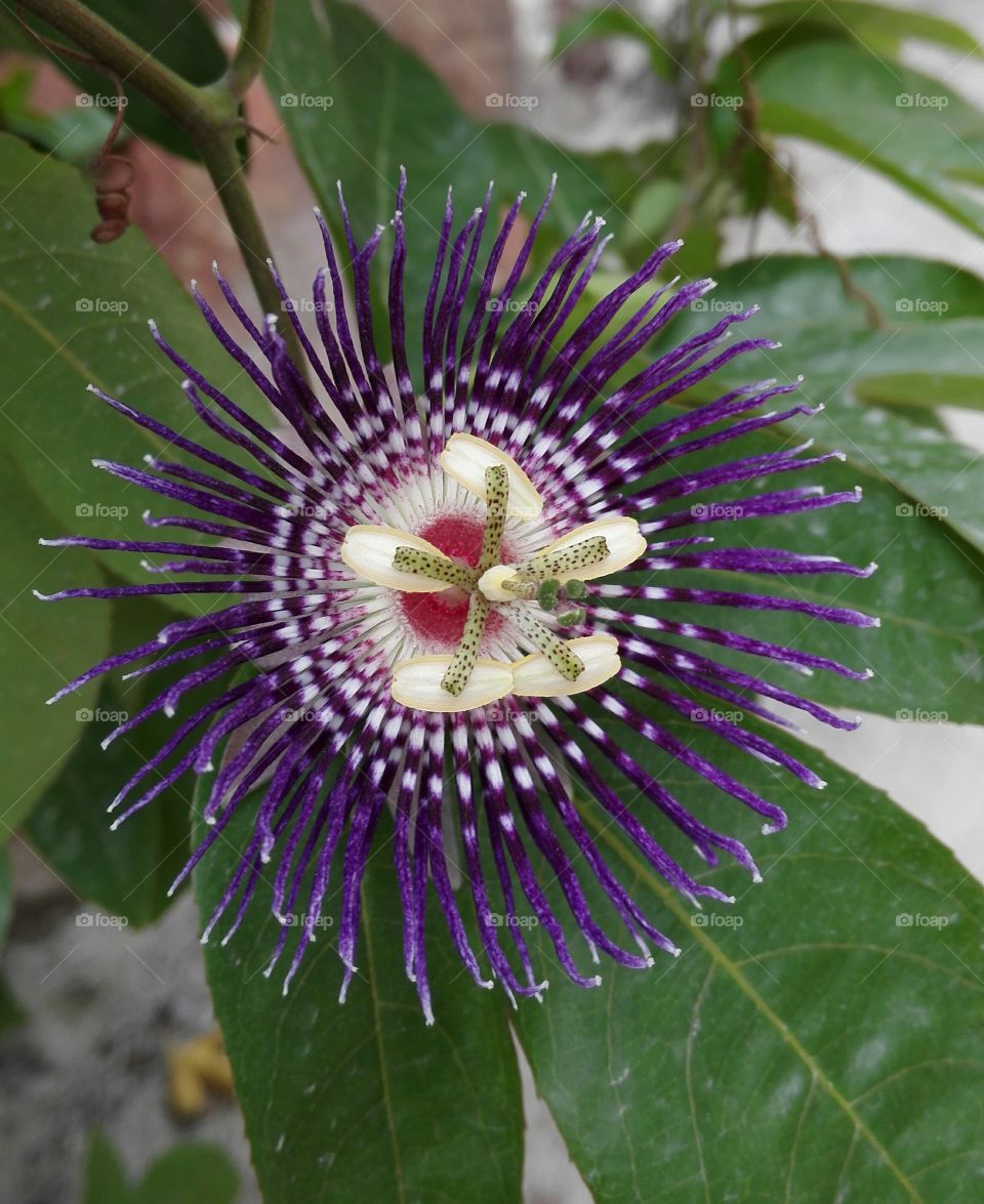 Purple Passion flower. Passiflora