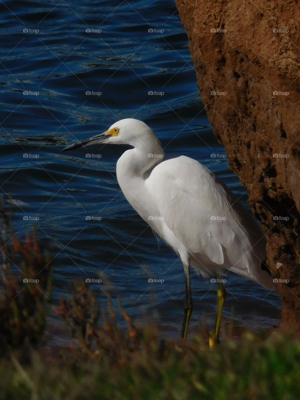 Snowy egret