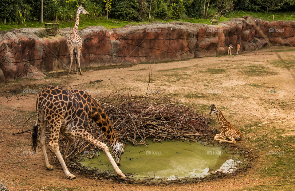 Giraffes