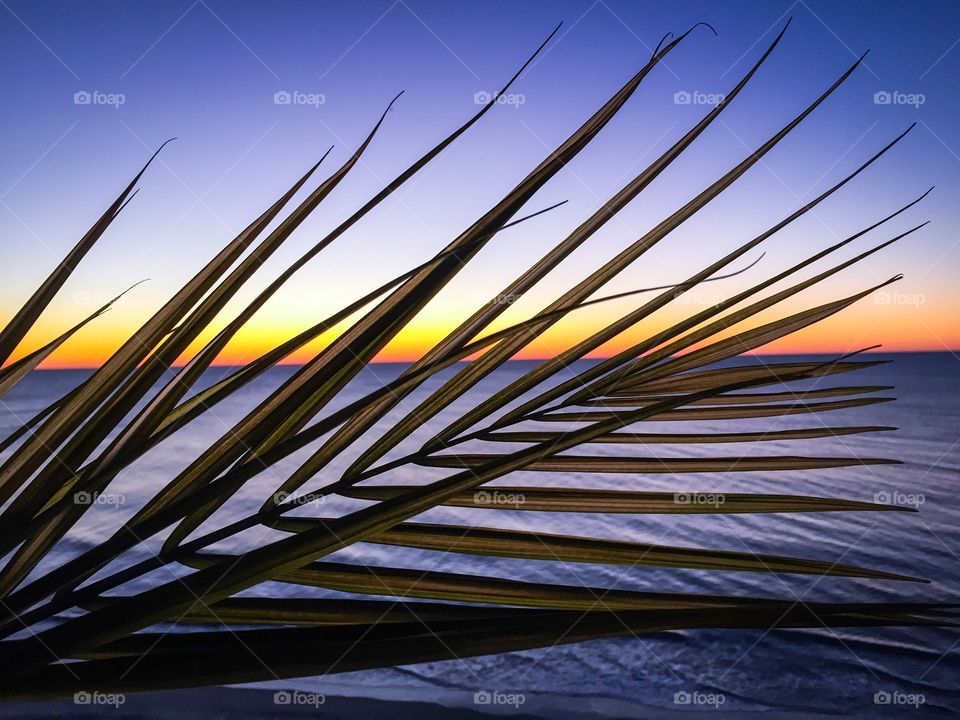 Sunrise. Sunrise over the Atlantic ocean with a palm frond silhouetted