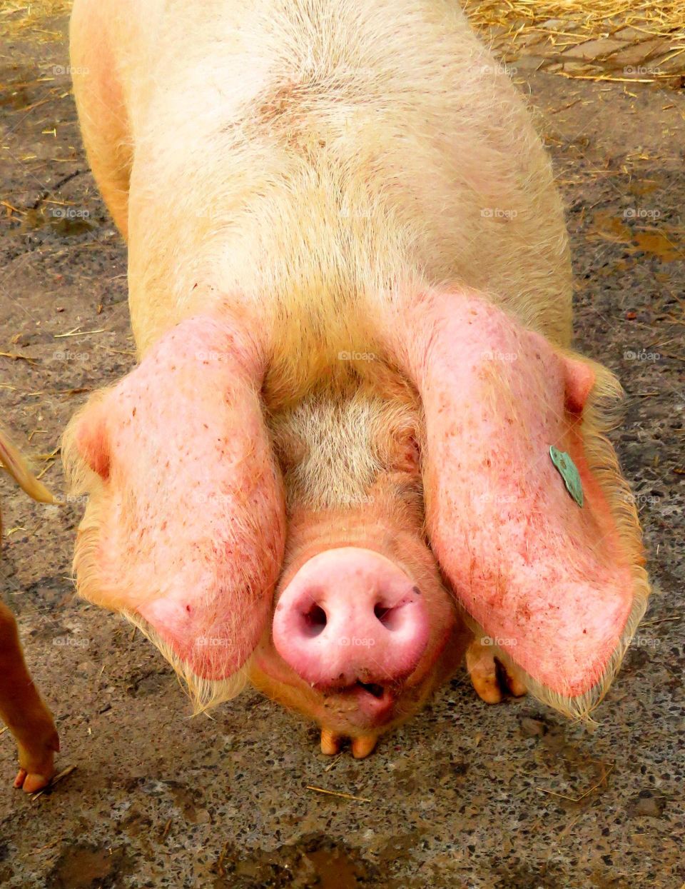 Close-up of pink pig