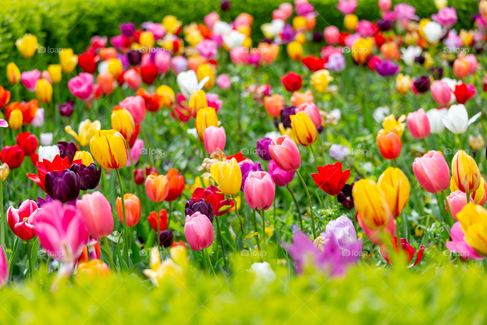 Field of colorful tulips in the garden in spring