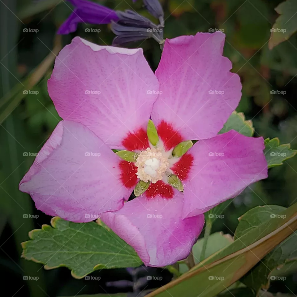 una flor del jardín