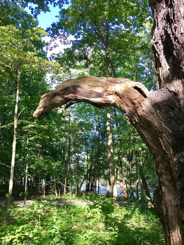 Well hung tree