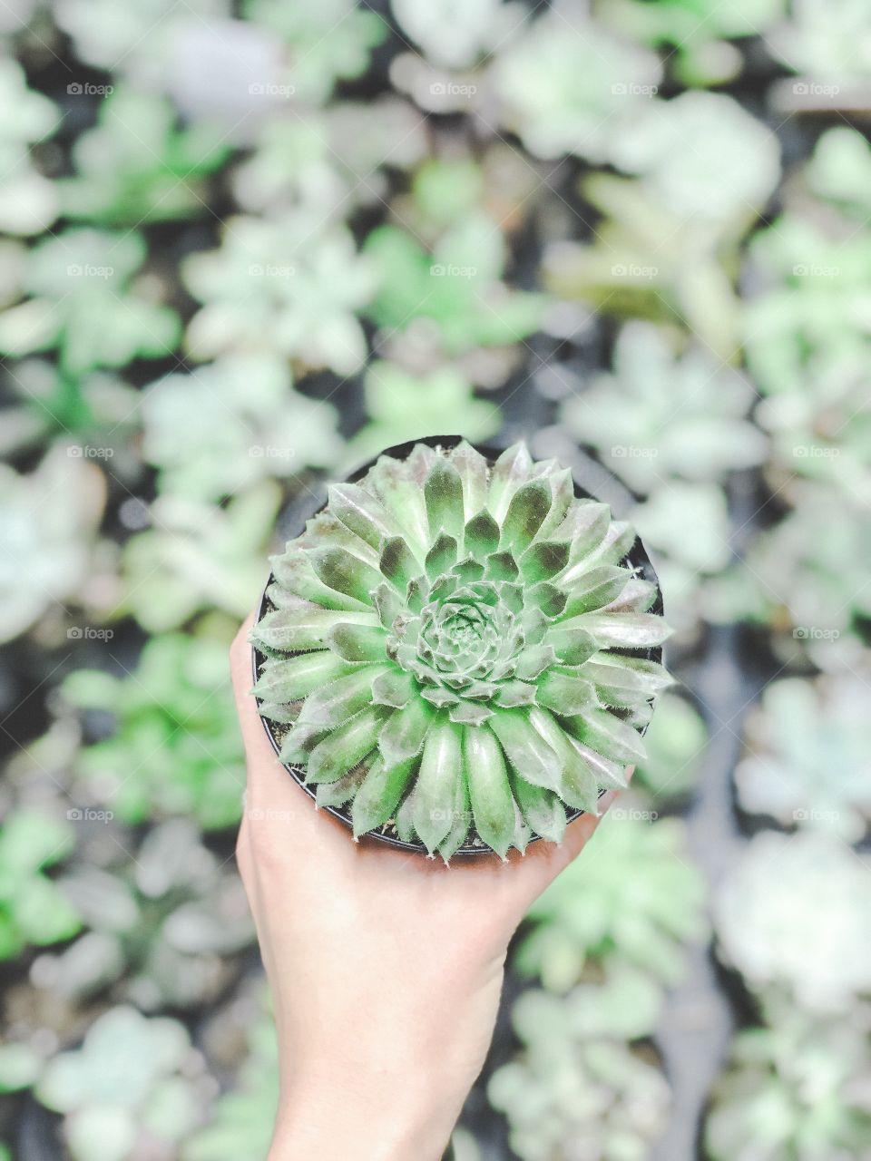 Holding a succulent plant 