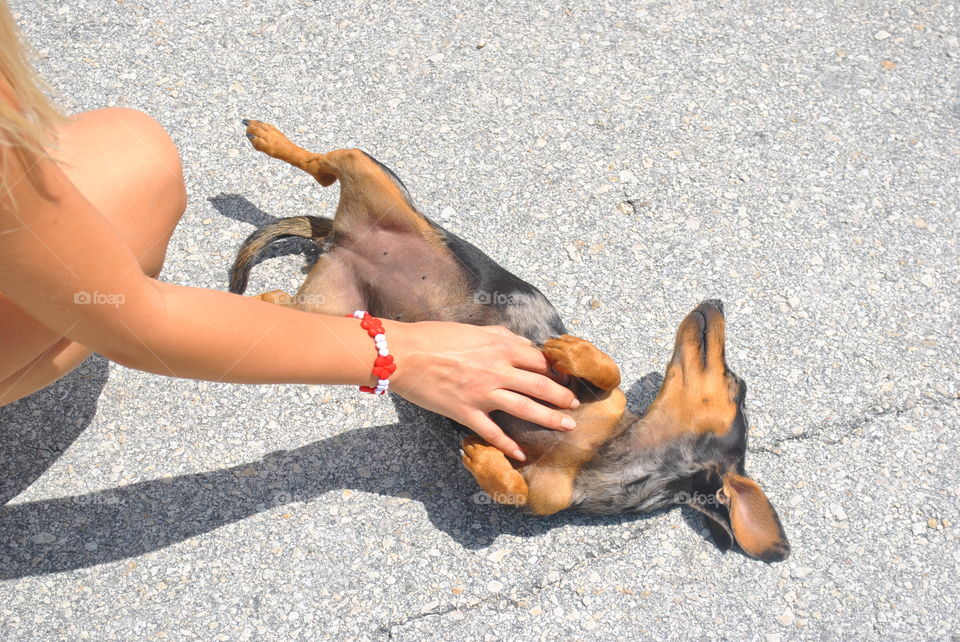 Doggie getting a massage on the street