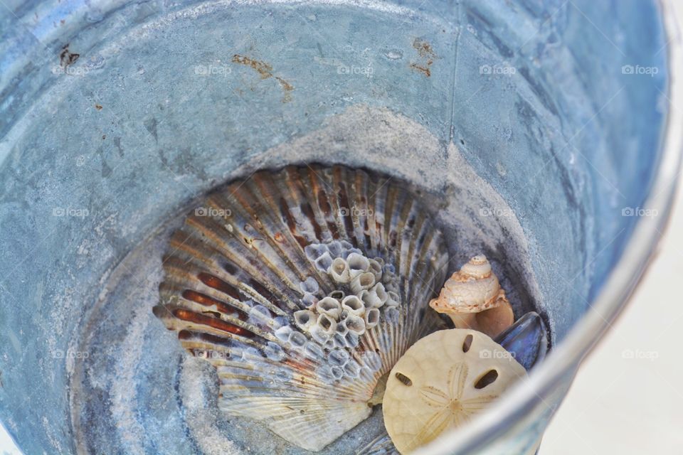 Bucket of shells

