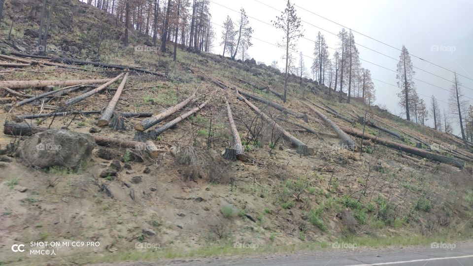 trees and forest series