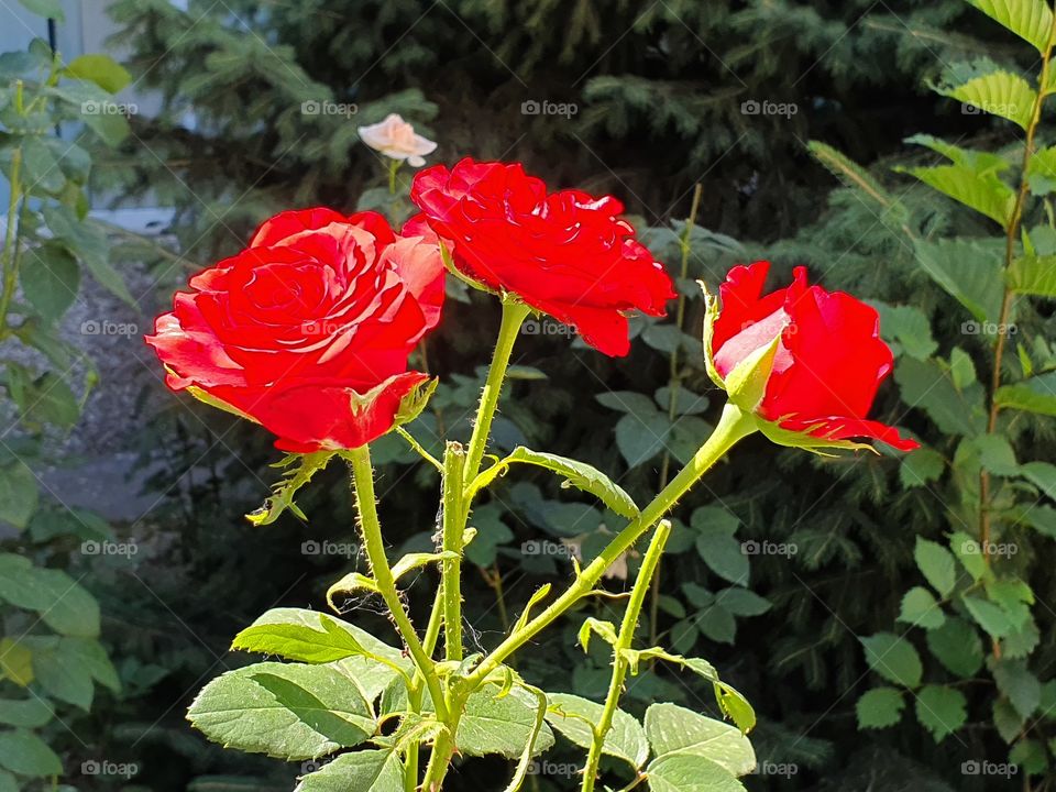 three bright red roses on a branch