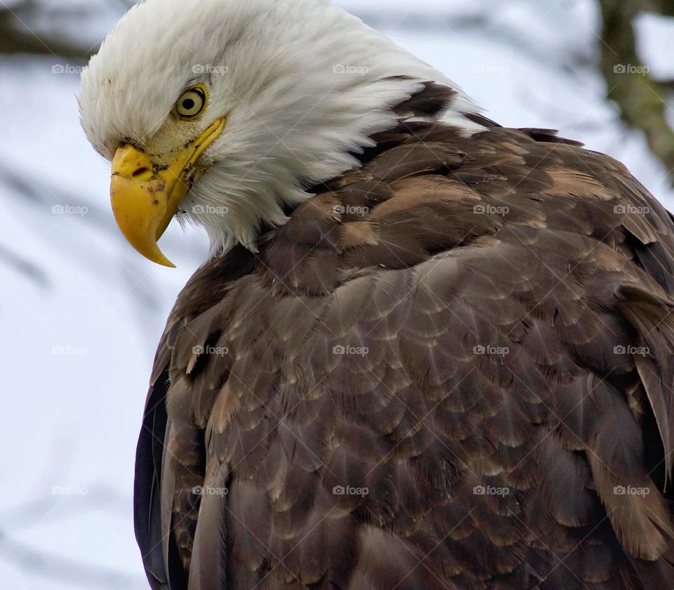 Portrait of a bald eagle