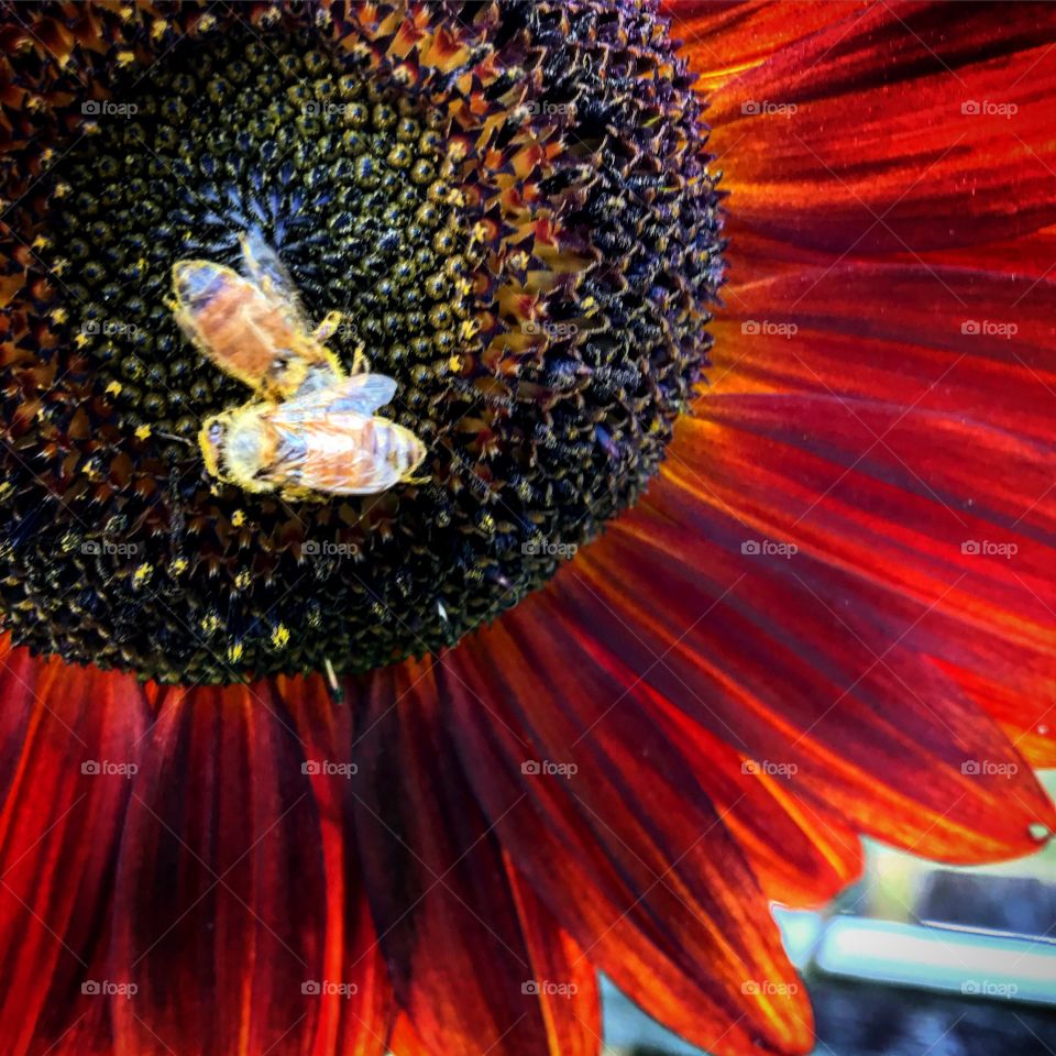 Bees make the world go round 