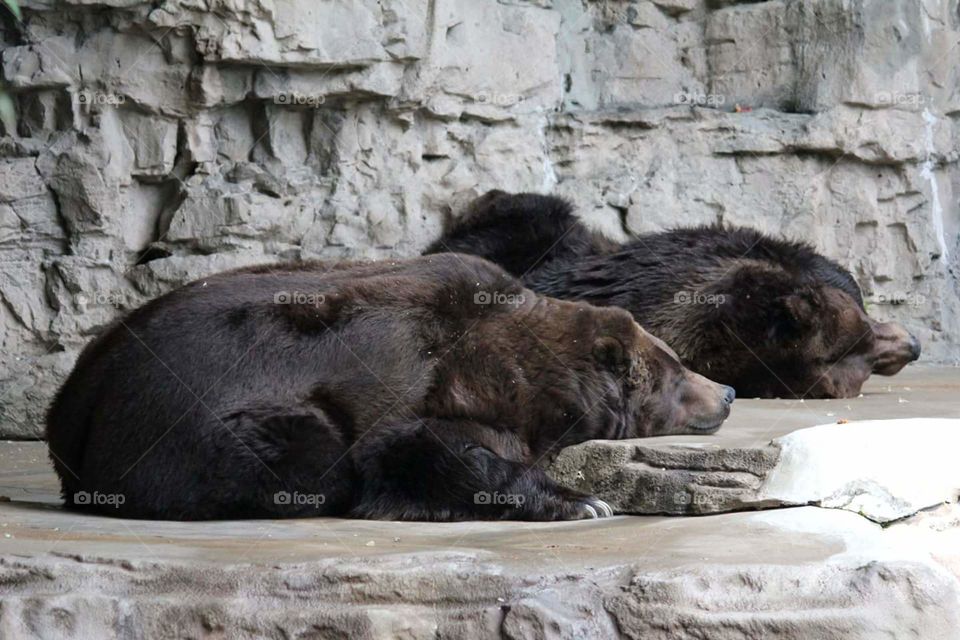 Lazy Bears
