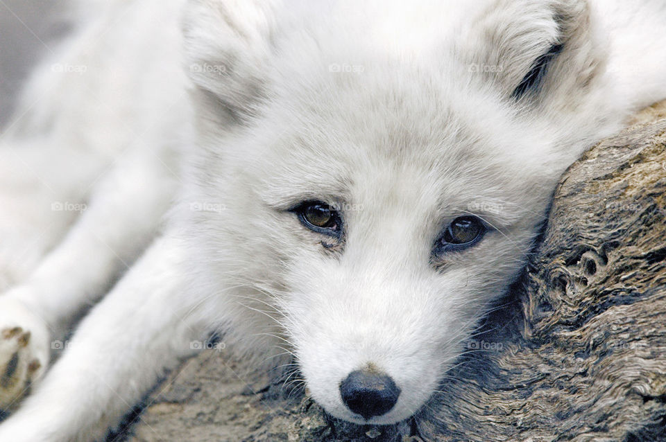 Arctic Fox