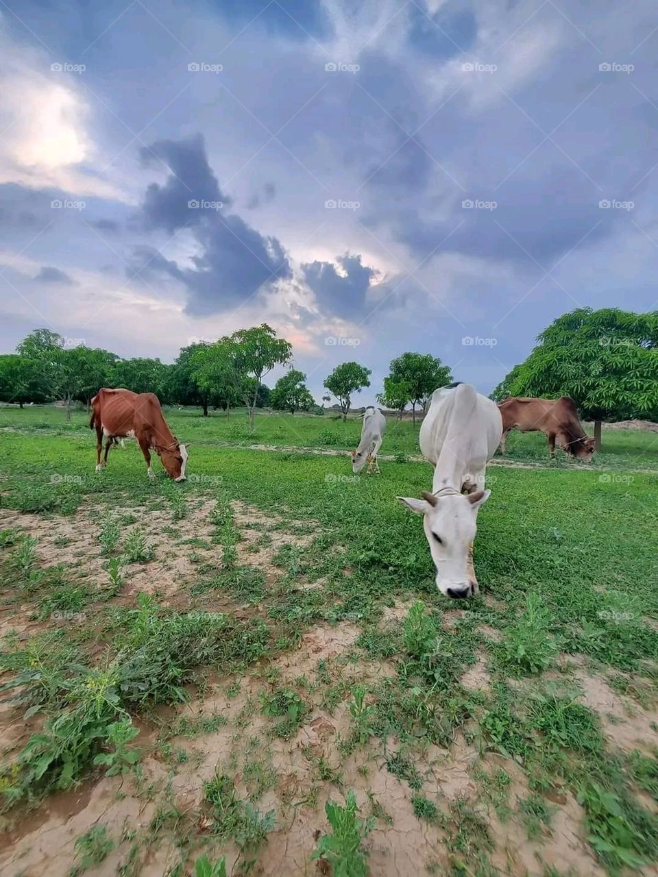 A very beautiful picture, and there is no better picture than it. There is no better picture of green herbs and colorful, red and white roses than it. Glory be to God, the natural and picturesque view, and there is no more
