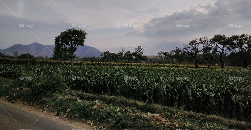 Sky and corn