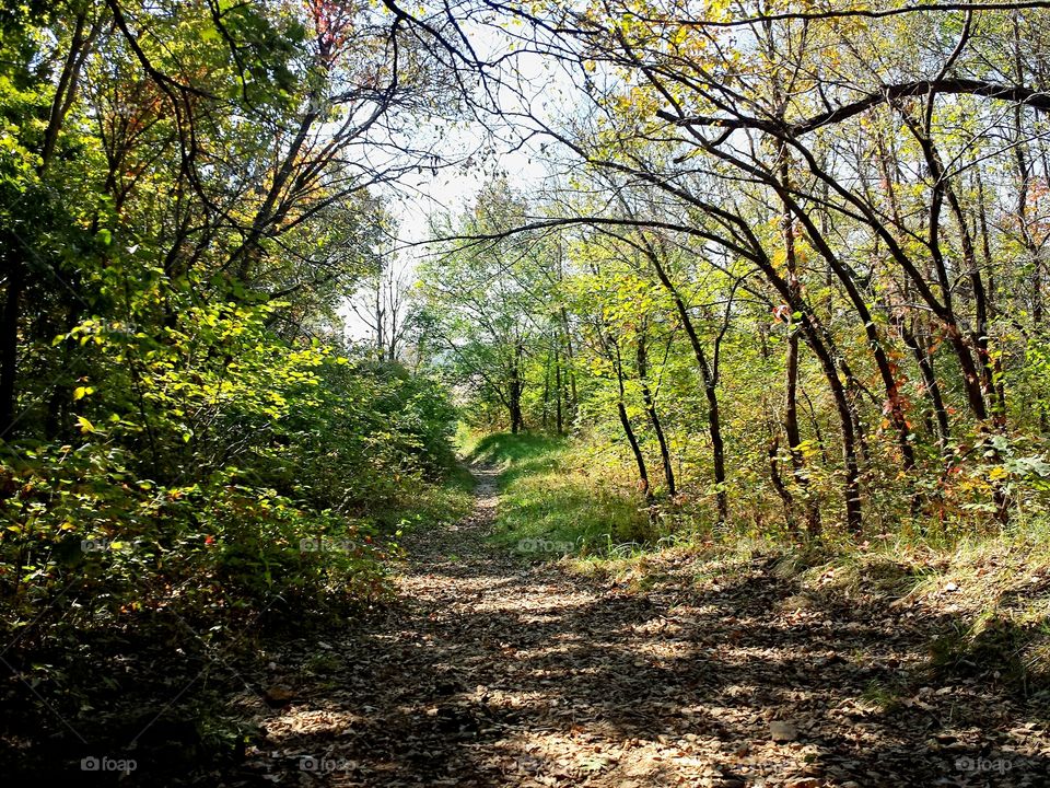 woodland trail
