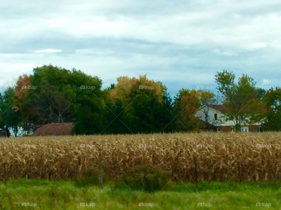 Corn Field