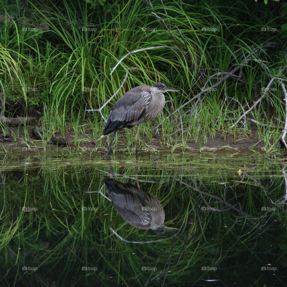 heron on a shoreline early morning feeding time,