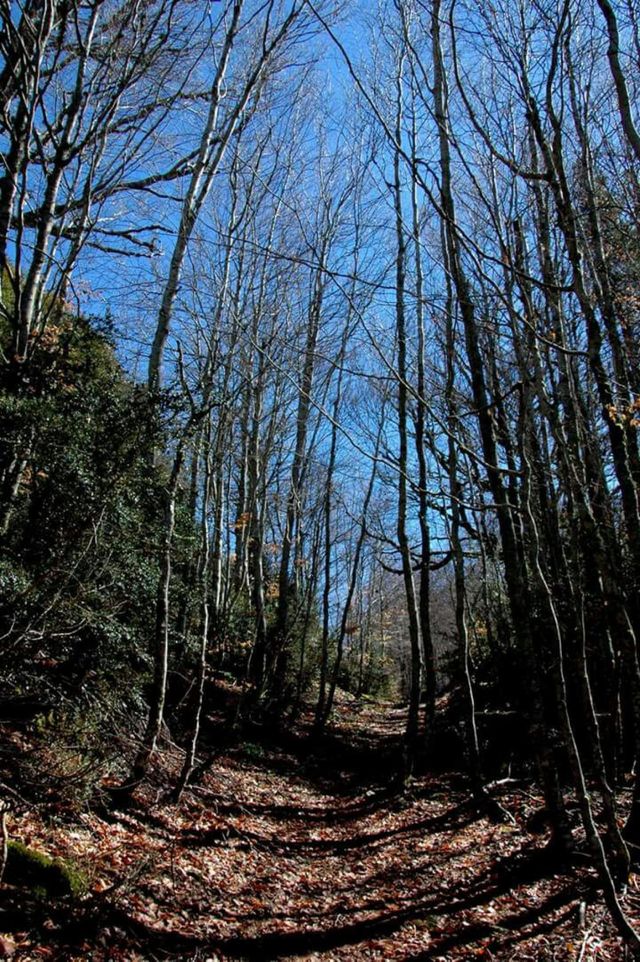 forest