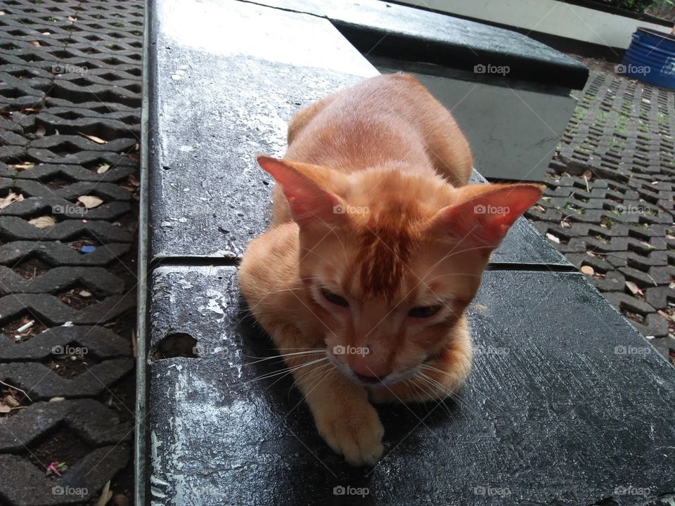 my golden cat always make me smile with a funny behavior, location jakarta indonesia