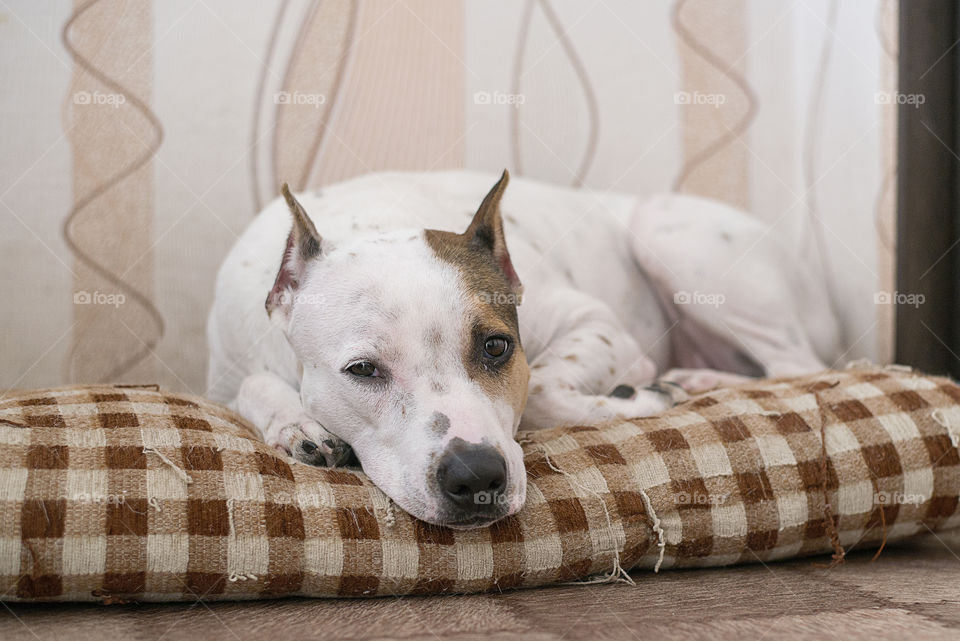 dog resting on a pillow