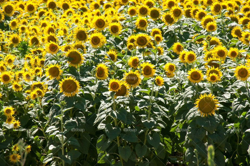 sunflowers california by photocatseyes