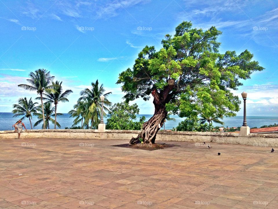 Olinda odd tree . A tree seems to have been stopped in time by a strong wind in Olinda, Brazil. 