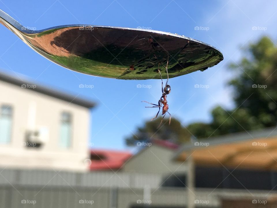 Worker ant on spoon closeup 