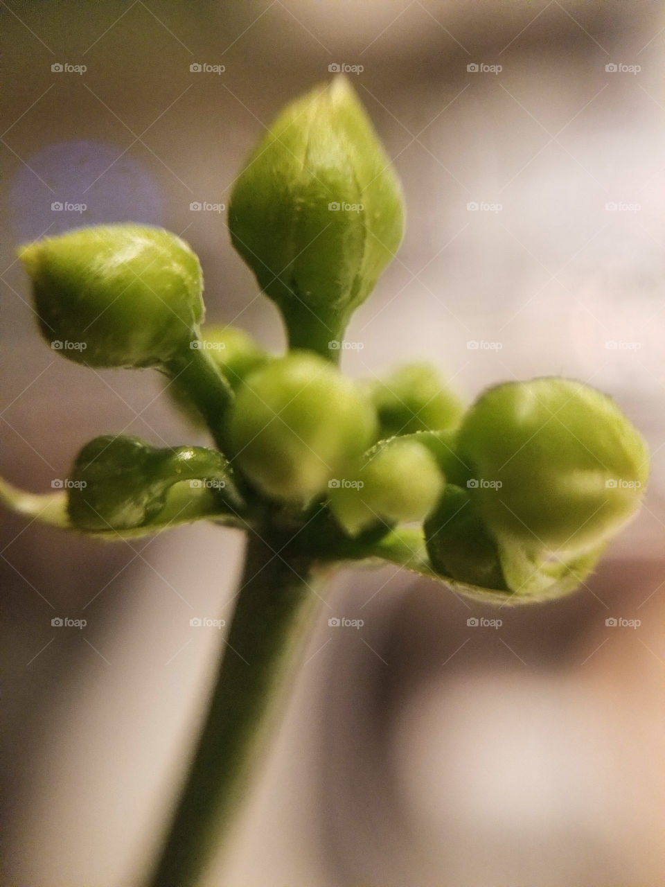 Venus flytrap flower buds