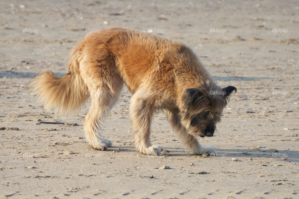 Dog playing on the beach