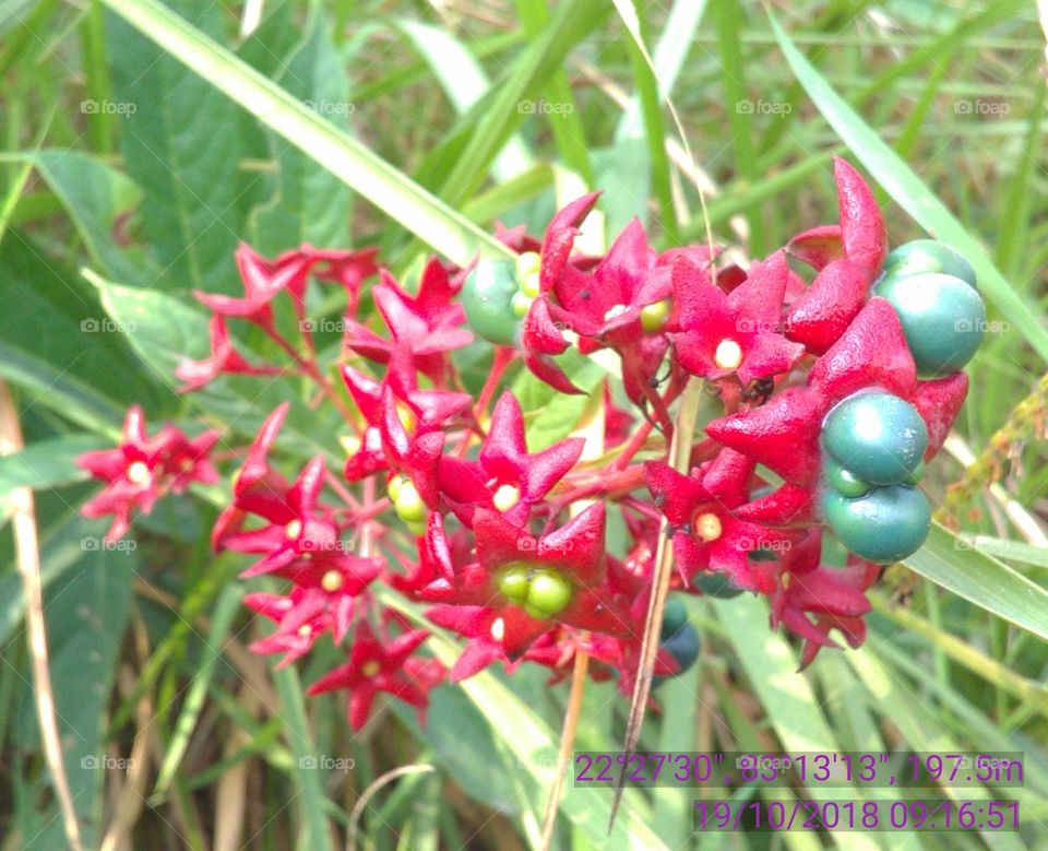 This is a very beautiful flowers and your frout she is forest niyar the river.