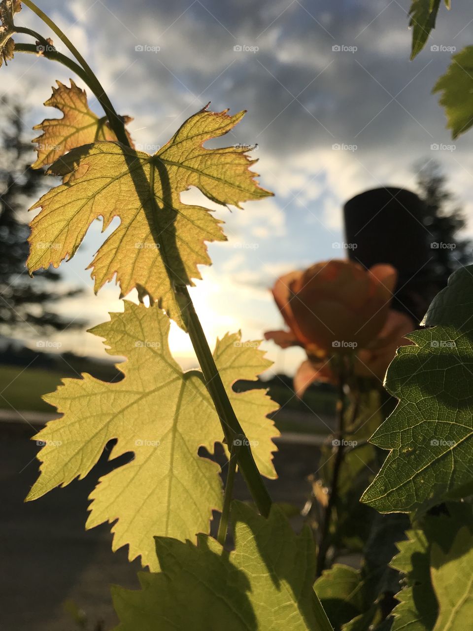 Close-up view of grape leaves.