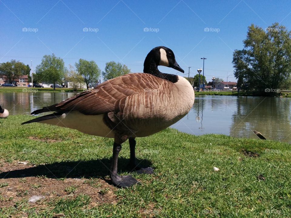Goose from under. under view of goose