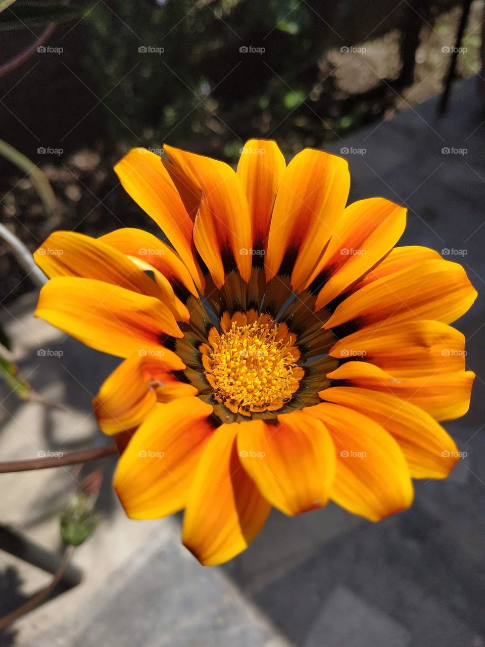 it's a normal day in the garden.