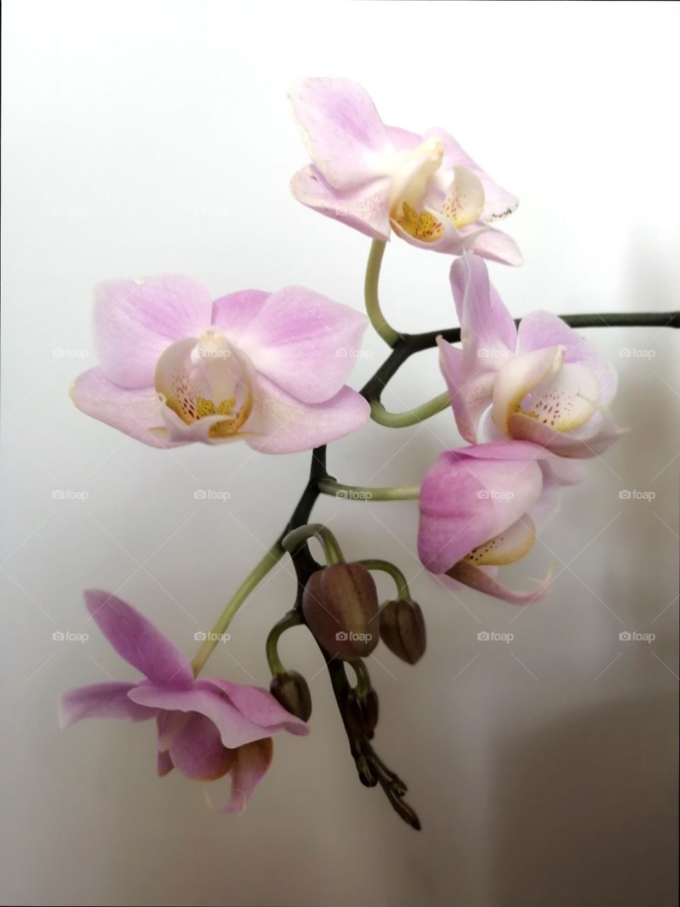 Orchid, natural beauti, blooming, at home