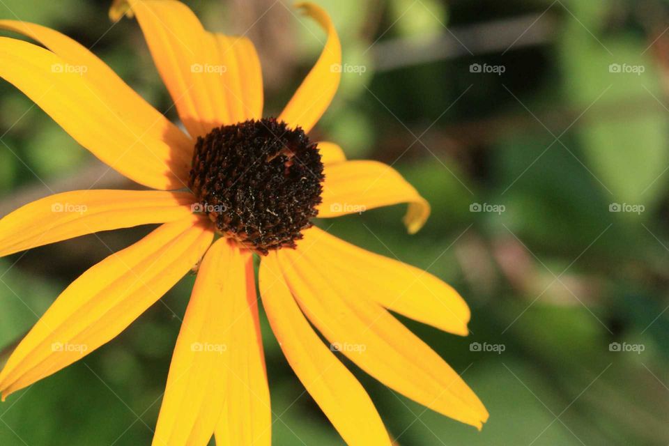 Yellow black eyed susan flower