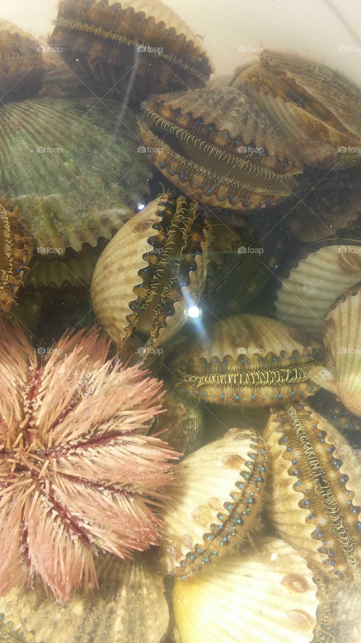 Sparkle of a scallop