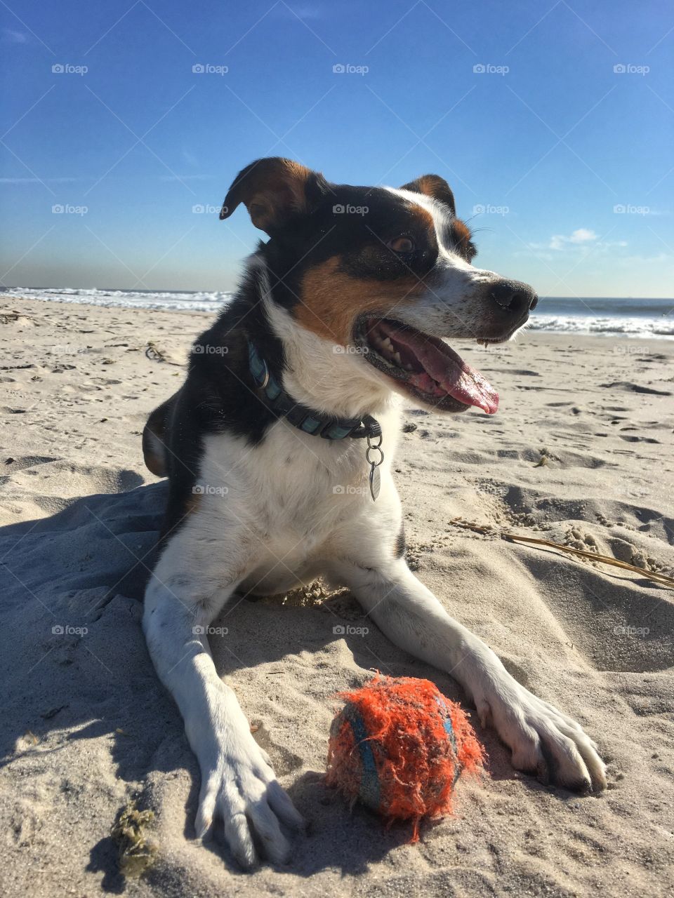 He took a break from playing fetch to lounge on the beach