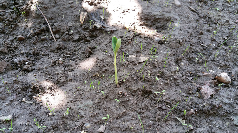 Sprout in garden