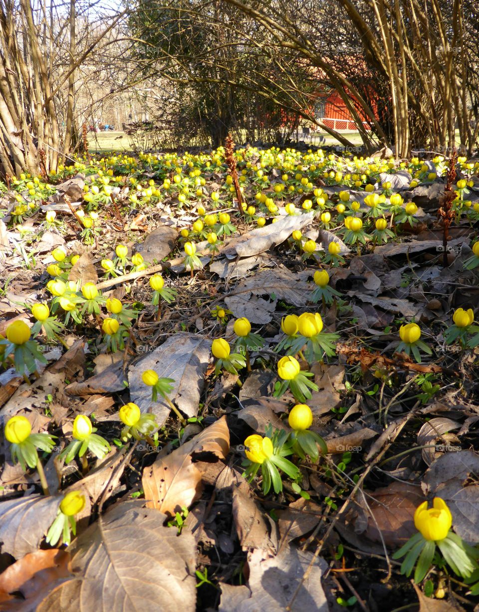 winter aconite