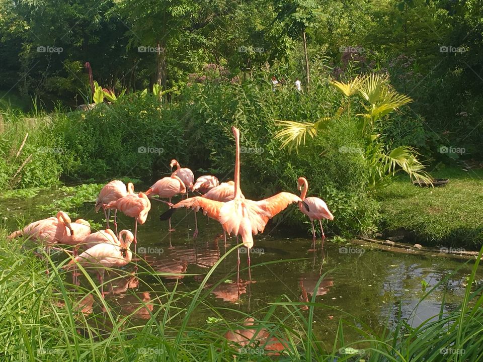 A Pat of Pink Flamingos, in Water